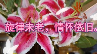 台湾老歌金典精选 🎶 100首国语歌曲 | 70–90年代最熟悉的旋律 | 千百惠 李茂山