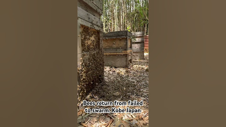 Bees return from failed to swarm