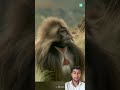 #monkey #animals #automobile #viral