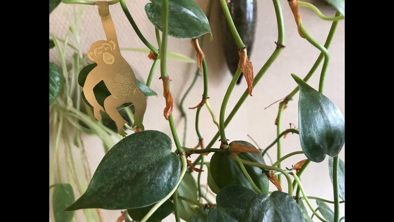 fun bun philodendron Philodendron goeldii 'Fun Bun' (Thaumatophyllum spruceanum) D12 – Secret  Garden Plant Shop main image 1