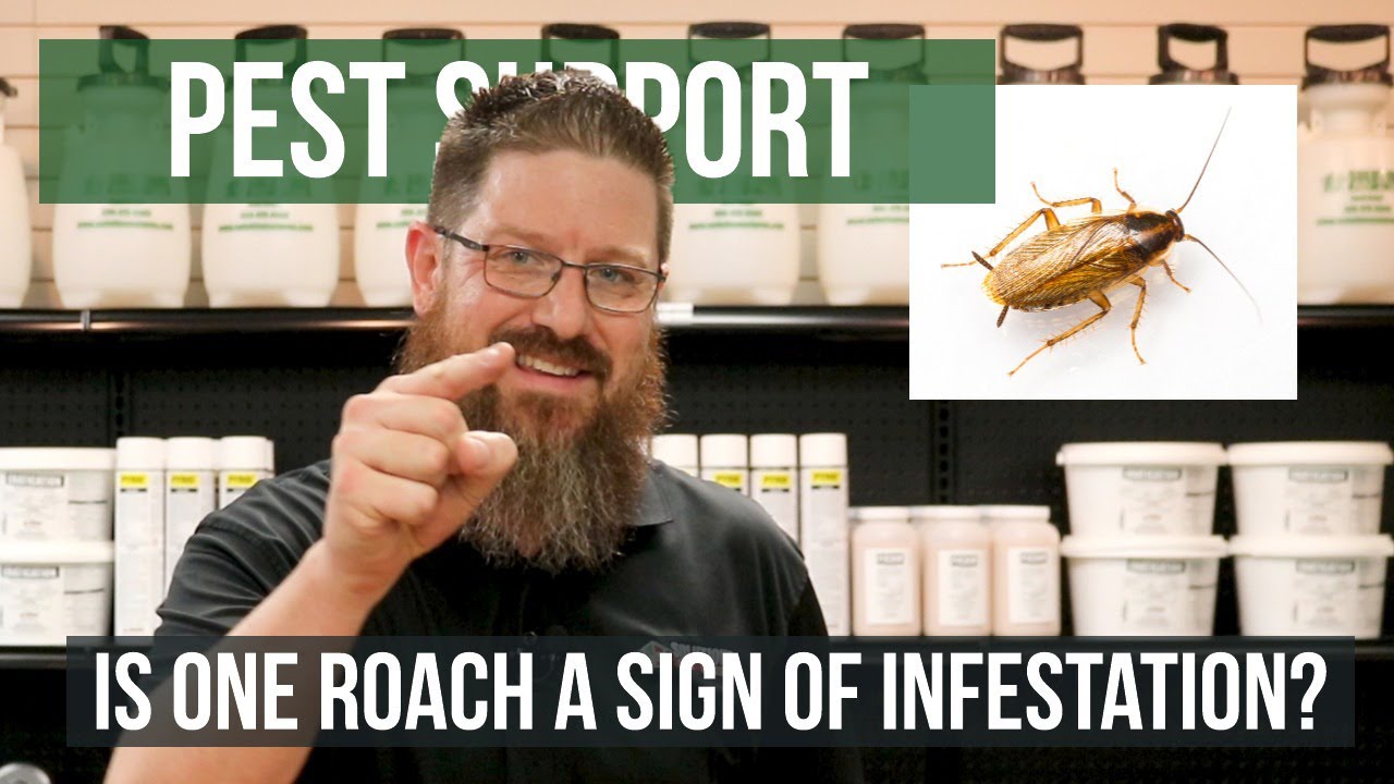 Is One Roach A Sign Of Infestation? | Pest Support