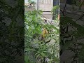 emprit Sulawesi, ciwah dan pleci