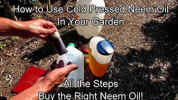 How to Use Cold Pressed Neem Oil in Your Garden: Recipe, Application & Routine - Buy the Right Oil!