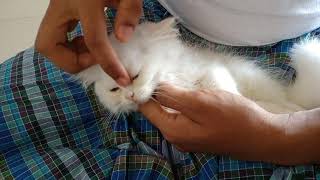 How to sleep your cat | how to make persian cat sleep | persian cat