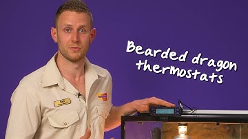 Bearded dragon thermostats