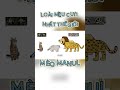 Nếu bạn là loài mều cute nhất thế giới P2 #reviewphim #dongvat #wildtv