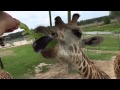 Giraffe eating lettuce in super slomo