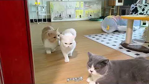 当发情母猫遇到绝育公猫！ - 天天要闻