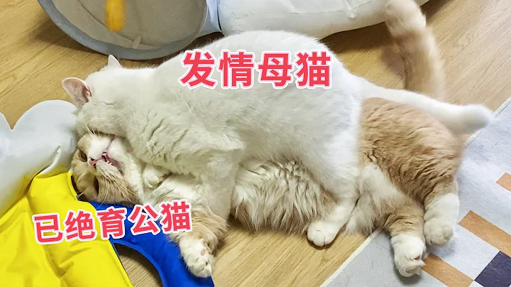 当发情母猫遇到绝育公猫！ - 天天要闻