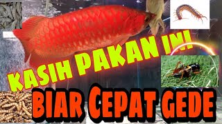 Makanan Yang Baik Untuk Ikan Arwana Biar Cepat Merah Dan Air Aquarium Tidak Akan Kotor