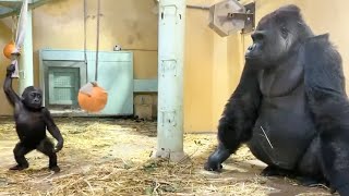 Gorilla⭐Genki was always protecting her beloved baby from danger even while eating【Momotaro family】