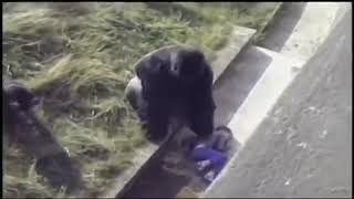 Boy Falls into Gorilla Cage after Attacked at Zoo !!