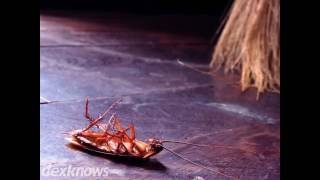 Lakeside Pest Control Service Inc Ingleside IL 60041-9215