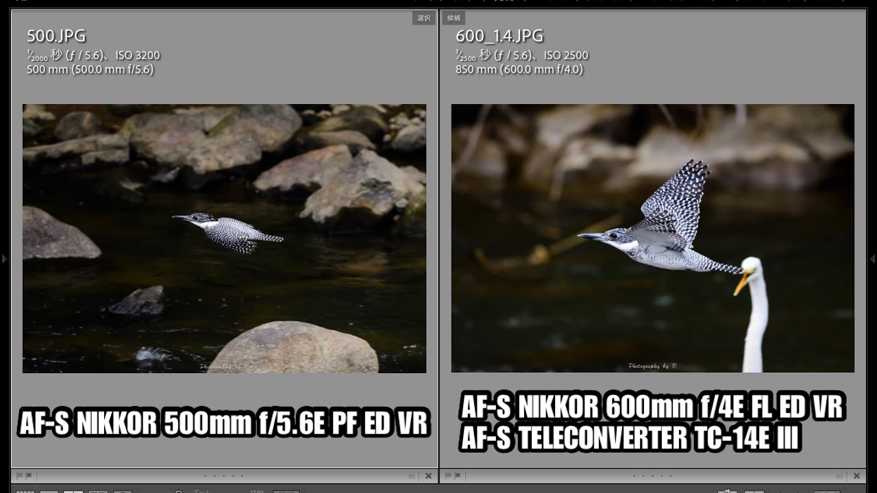 野鳥撮影に！Canon EF 500mm F4 IS 野鳥撮影に最適なレンズ』 CANON