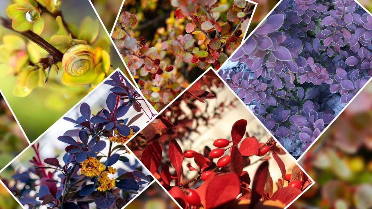 Berberis thunbergii ili Thumbergova žutika je privlačan žbun dekorativan tokom cele godine.