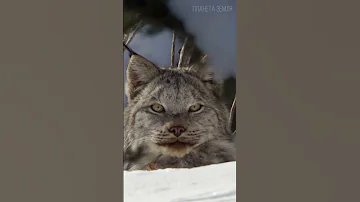 Рысь: Зачем ей кисточки на ушах