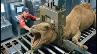 The Complete Camel Milk Powder Factory Process 🐪 | From Fresh Extraction to Premium Packaging!