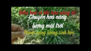 Tại sao phải để cỏ dại gốc cây ăn trái.Mr .Nguyên 0987618950