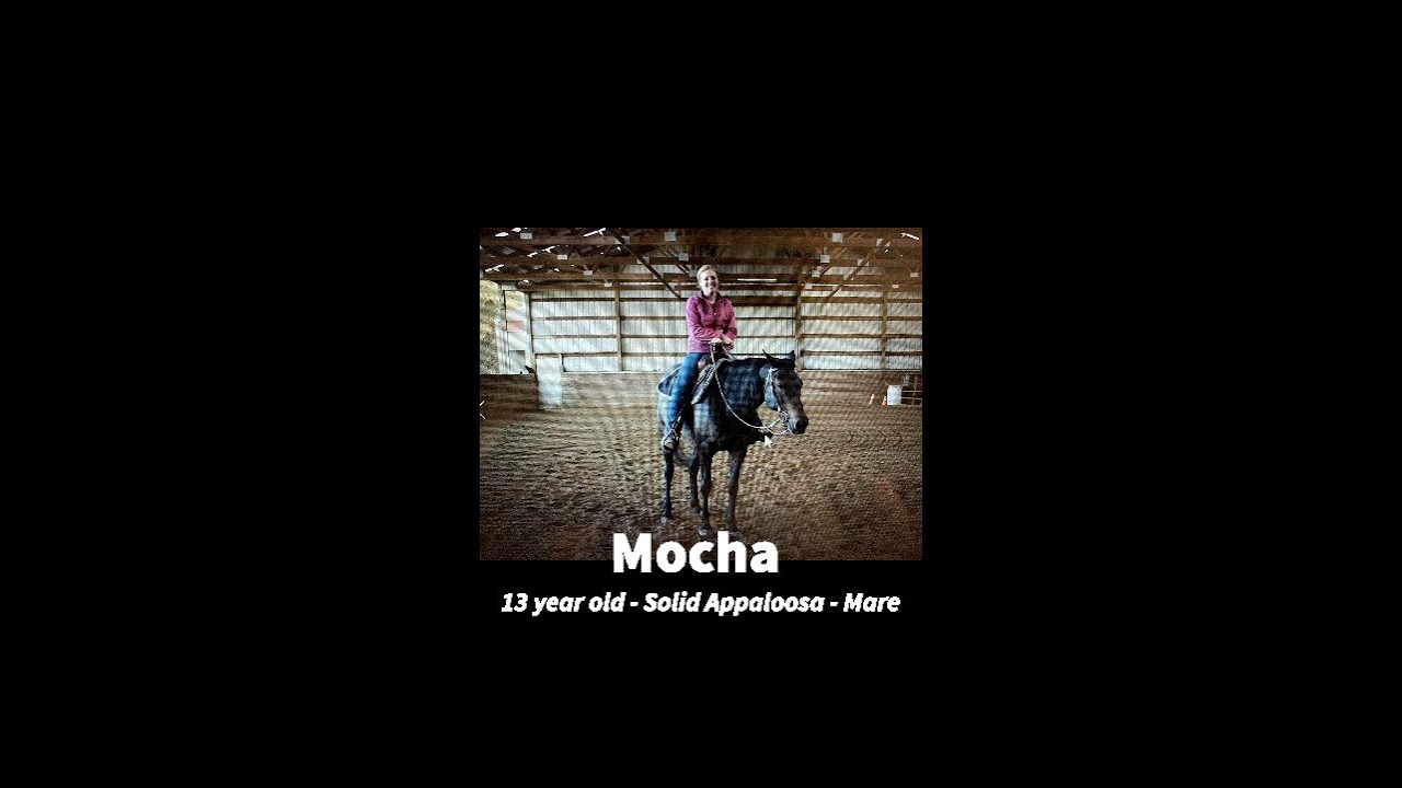 Mocha - 13 Year Old - Solid Appaloosa - Mare - For Sale