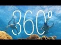 Vlasoff Cay, Great Barrier Reef, Queensland, Australia | 360 Video | Tourism Australia