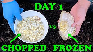Worm Bin Experiment Frozen vs Chopped | Which Will Turn to Worm Castings 1st? Vermicompost Worm Farm