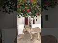Donkeys Of Shela Lamu Shela Donkeys Flowers Streets Vitiligo Village Villagelife Peaceful Donkeys Of Shela Lamu Shela Donkeys Flowers Streets Vitiligo Village Villagelife Peaceful