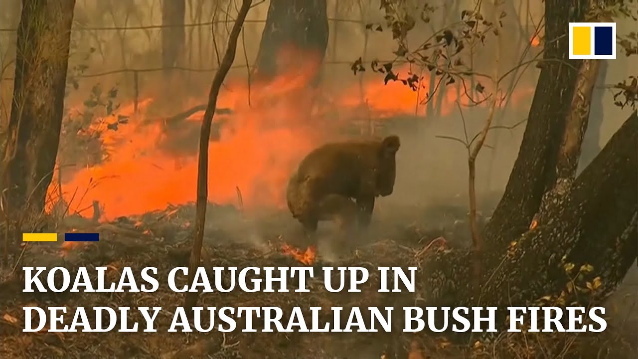 26+ Australia Deadly Animals Fire Background