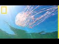 La méduse, un prédateur extrêmement fragile