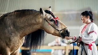 Выставка лошадей l Осень 2016