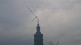 1100127基隆河冬候鳥鸕鷀(Phalacrocorax carbo)大軍分批返回時經過台北101大樓