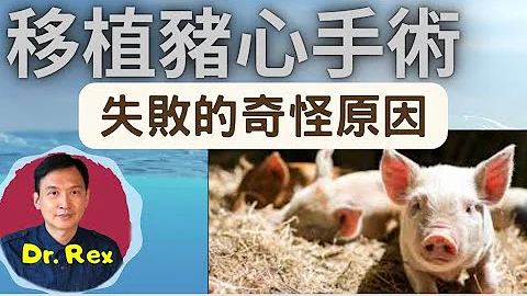 (中文字幕EngSub)豬心移植手術失敗的原因: 非戰之罪？愚蠢之過? the culprit of the failure of first pig heart transplant - 天天要聞