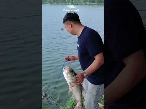 Chia Sẻ Cách Làm Mồi Câu Cá Mè #shorts