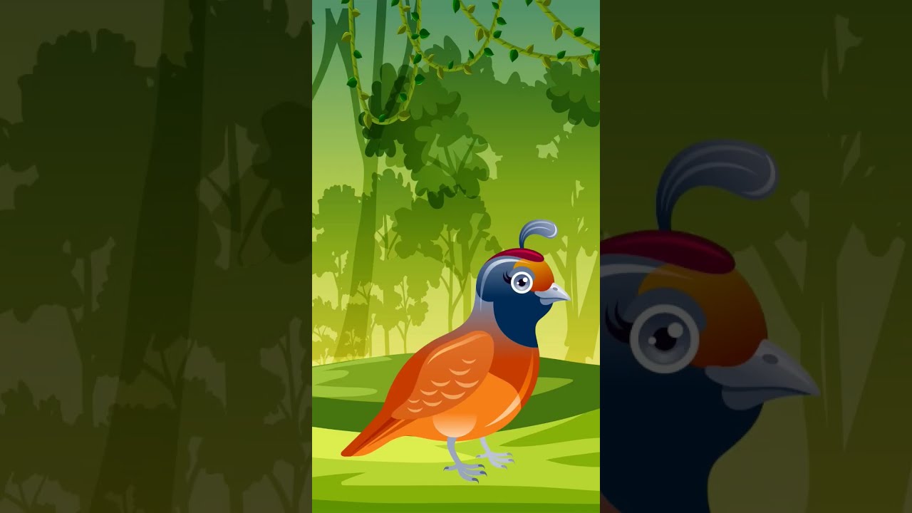 Q For Quail QuickQuail Song Nurseryrhymes Kidslearning Toddlers
