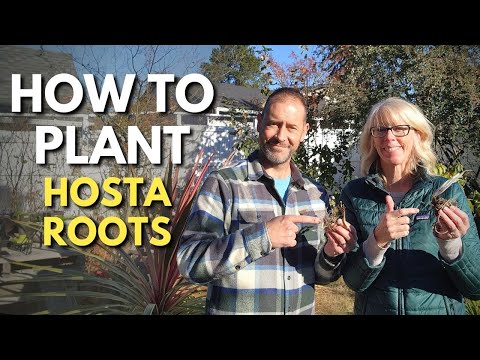 فيديو: رعاية Heuchera Bare Root - كيفية زراعة جذور Heuchera العارية