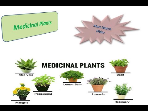 Video: Plants As Medicinal Raw Materials