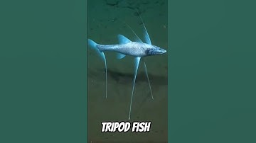 Tripod Fish - ikan yang suka berdiri di dasar laut. #siripreaction #tripodfish #reaction #faktaunik