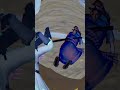 A japinha fortnite contra ataca haitorii.