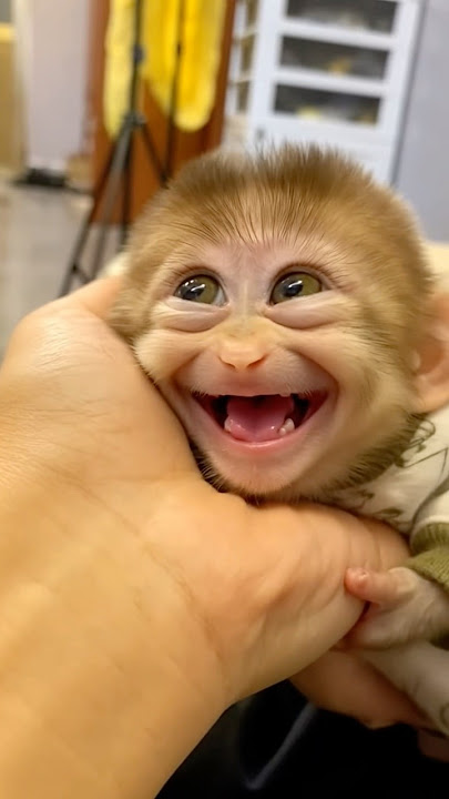 This Baby Monkey’s Sleepy Smile Will Melt Your Heart!