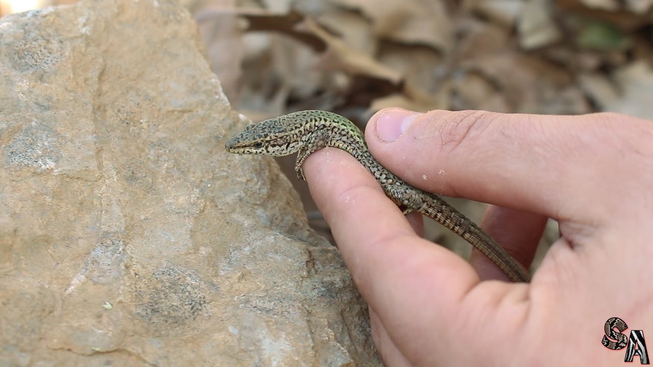 🦎 Lagartija andaluza (Podarcis vaucheri) - Podarcis hispanica vaucheri 🦎