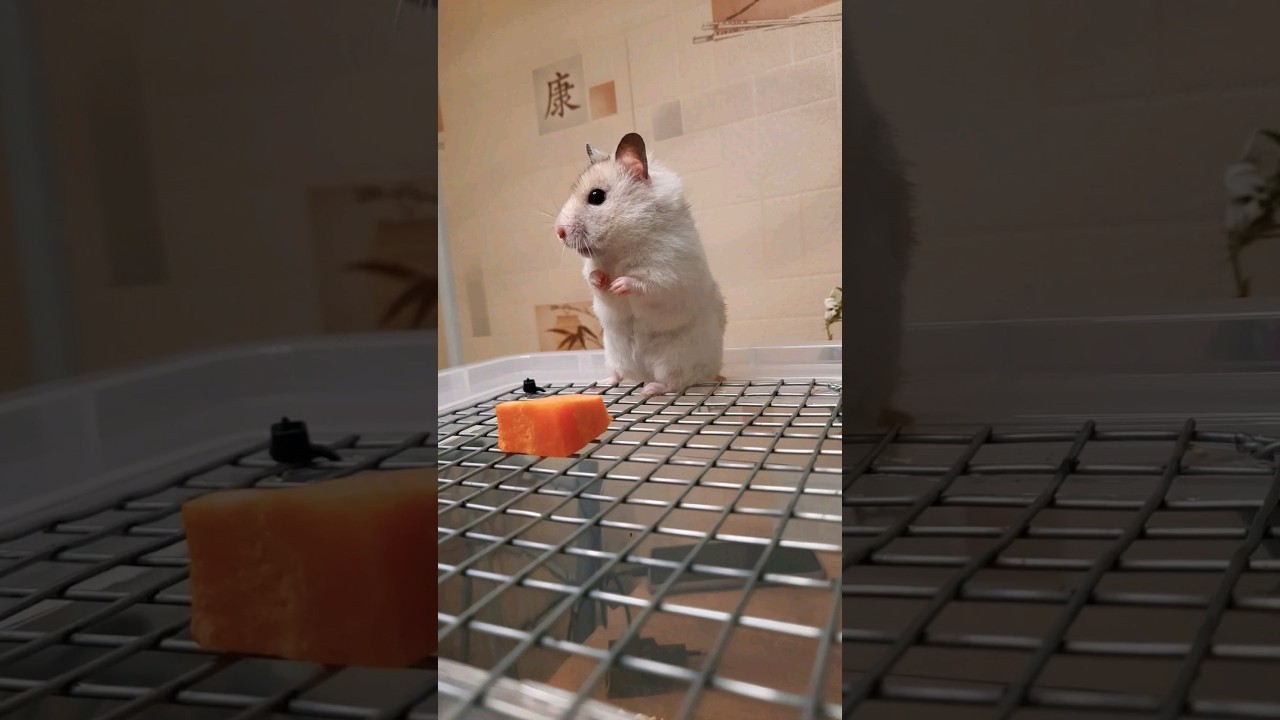Washing a hamster