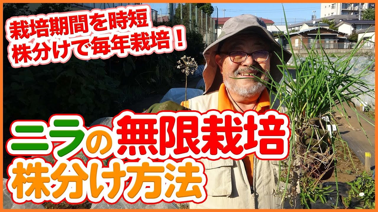 ニラの無限栽培 12月家庭菜園や農園でおすすめなニラ栽培 ニラの育て方 株分け 植え付けやお得な収穫方法まで徹底解説 農園ライフ Youtube