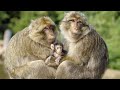 Monkey zoo - Affenberg Salem Tierpark Lindau