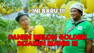 INI BARU PANEN MELON GOLDEN || MANISNYA KEBANGETAN - JURAGAN LAHAN