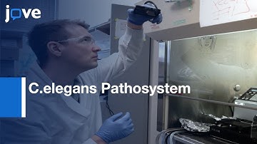C.elegans Pathosystem: HT, High Content | Protocol Preview