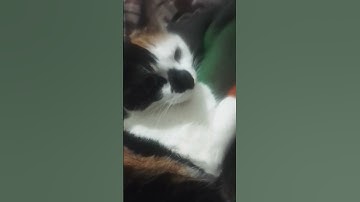 Thumbnail of Sonido de lobos aullidos#Audio#("Reacción Kang Sae Byeok y Y/N")💗🤣