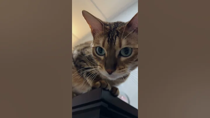 Video 11256291: bengalcat catlover cutecat, bengalcat cat cutecat, big bengal cat, bengal cats love, bengal cat playing