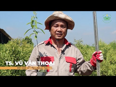 Video: Chăm sóc cây gỗ hồng Ấn Độ: Thông tin về cách trồng cây gỗ trắc ấn độ