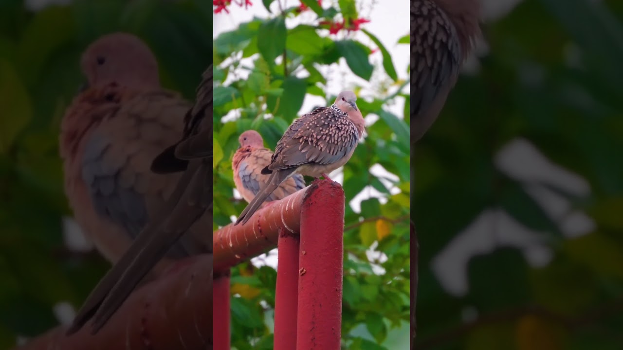 Morning Vibes with My Feathered Friends #Dove #Birds #wildlife #ytshorts auf YouTube ansehen Morning Vibes with My Feathered Friends #Dove #Birds #wildlife #ytshorts auf YouTube ansehen