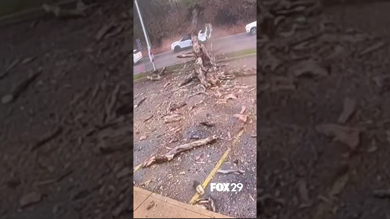WATCH: Driver escapes after massive tree falls onto an SUV stopped at a ...
