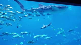 Whale Sharks